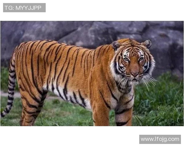 广东华南虎明年赛季轻松夺冠?名宿分析未来机会 广东华南虎明年赛季轻松夺冠?名宿分析未来机会